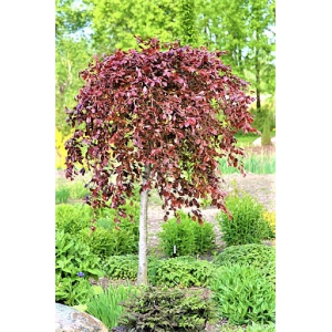 BRZOZA Czerwona szczepiona na pniu Purpurowa - sadzonki 130 / 150 cm
